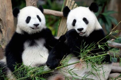 Malaysia to welcome two new giant pandas