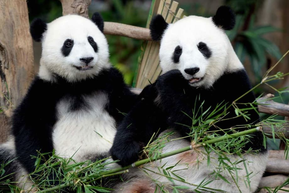 Malaysia to welcome two new giant pandas