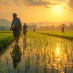 Why Do Rice Farmers Flood Their Fields?