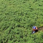 Invasive Species Remain a Heavy Burden on Local Economies | JAPAN Forward