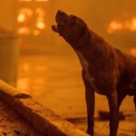 Animal shelter takes in 300 animals amid LA fires, urges evacuees to ...