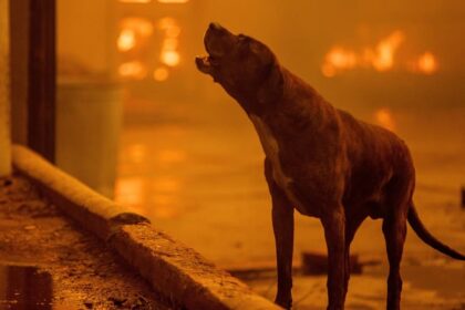Animal shelter takes in 300 animals amid LA fires, urges evacuees to ...
