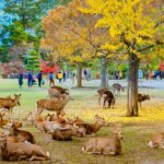 Two Days in Nara: Temples, Deer & Culture Guide - Trip To Japan