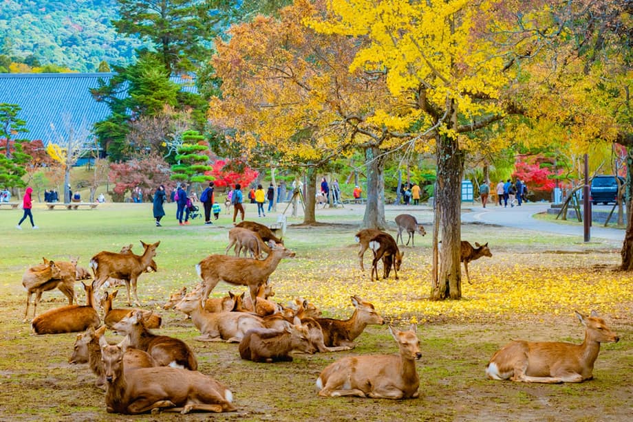 Two Days in Nara: Temples, Deer & Culture Guide - Trip To Japan