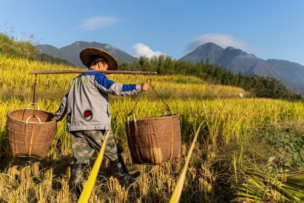 China Farming Practices Irrigation Project Cultivates Jobs And Incomes