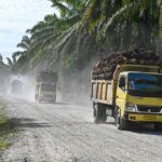 Indonesia says US agrees tariff exemption for its palm oil, cocoa and ...