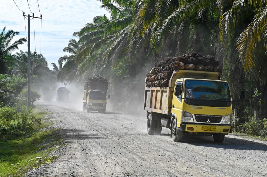 Indonesia says US agrees tariff exemption for its palm oil, cocoa and ...