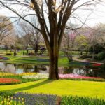 Showa Kinen Park History – 昭和記念公園 開園状況現在 – LROWGL
