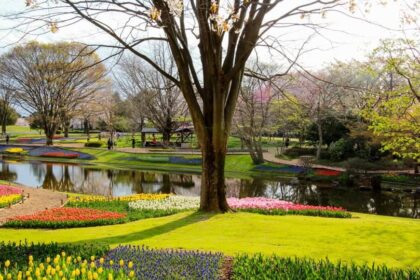 Showa Kinen Park History – 昭和記念公園 開園状況現在 – LROWGL