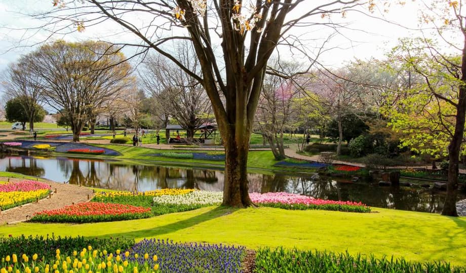 Showa Kinen Park History – 昭和記念公園 開園状況現在 – LROWGL