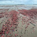 Pink Sea Cucumbers Overrun Suan Son Beach in Rayong Province E…