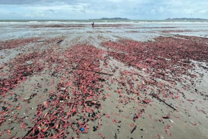 Pink Sea Cucumbers Overrun Suan Son Beach in Rayong Province E…