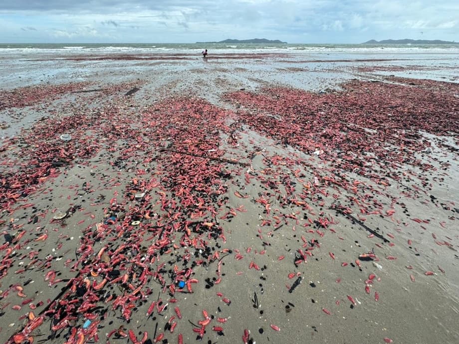Pink Sea Cucumbers Overrun Suan Son Beach in Rayong Province E…